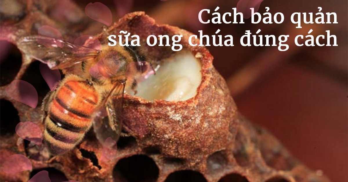 Cách bảo quản sữa ong chúa sao cho đúng cách?