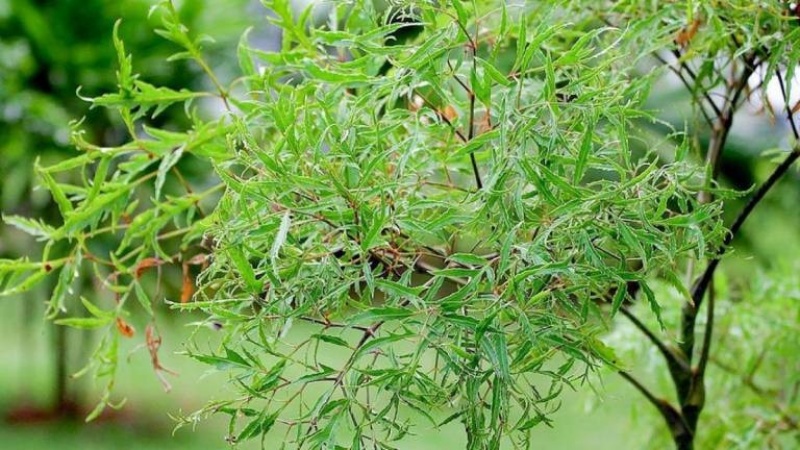 Cây đinh lăng - Phương thuốc quý chữa yếu sinh lý khôi phục bản lĩnh đàn ông