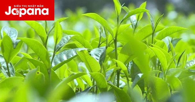 14 cách trị mụn trứng cá  và thâm mụn hiệu quả bằng lá chè xanh 
