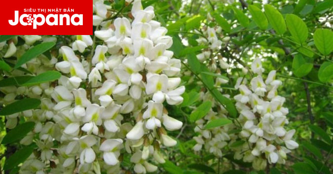 Những công dụng của hoa hòe với sức khỏe có thể bạn chưa biết