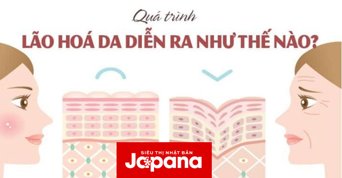 Tìm hiểu về quá trình lão hóa của làn da