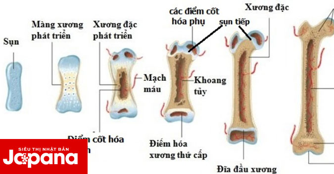 Bật mí những cách đơn giản giúp tăng chiều cao cho trẻ