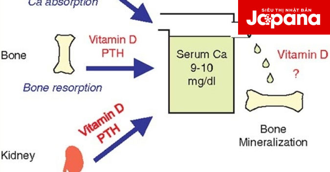 Sự quan trọng của vitamin D3 đối với chiều cao của cơ thể