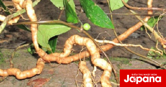 Công dụng của cây ba kích đối với sinh lý nam