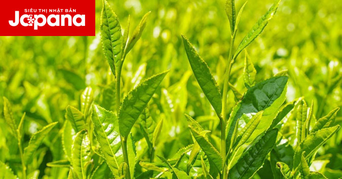 Bạn đã biết đến công dụng mới của trà xanh giúp thải độc tóc vô cùng hiệu quả chưa?