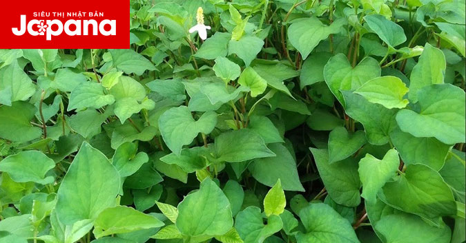 Làm đẹp da bằng rau diếp cá đơn giản tại nhà