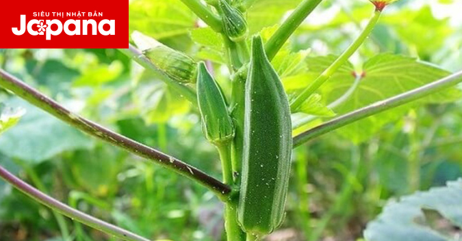 Trẻ ra trông thấy nhờ đậu bắp