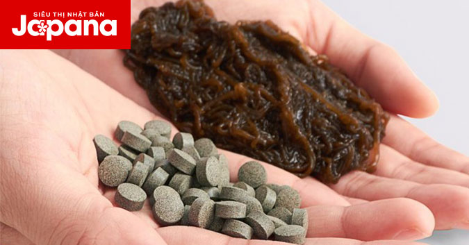 Fucoidan loại nào tốt? 4 tiêu chí nhận biết sản phẩm chất lượng cao