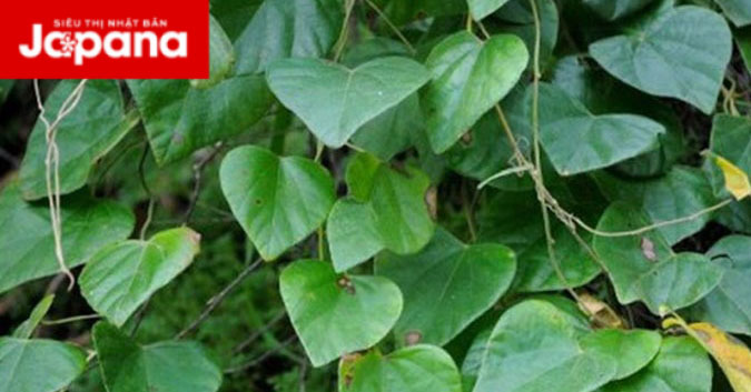 10 cây thuốc lưu truyền trong nhân gian trị xương khớp đau đại tài