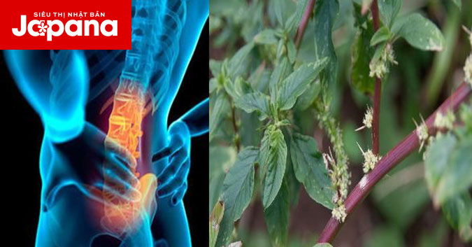 Cây dền gai, xương rồng và hạt đu đủ có giảm được tình trạng gai cột sống hay không?