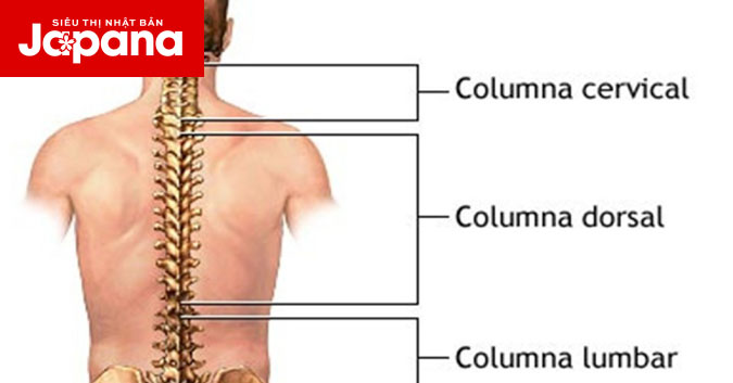 Cấu tạo cột sống và những bệnh lý về cột sống thường gặp