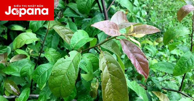 Chữa đau xương khớp bằng cây xạ đen bạn đã biết chưa?