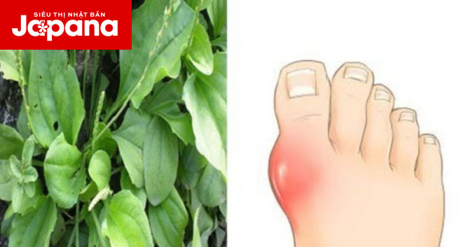 Cây mã đề chính là khắc tinh của bệnh Gout