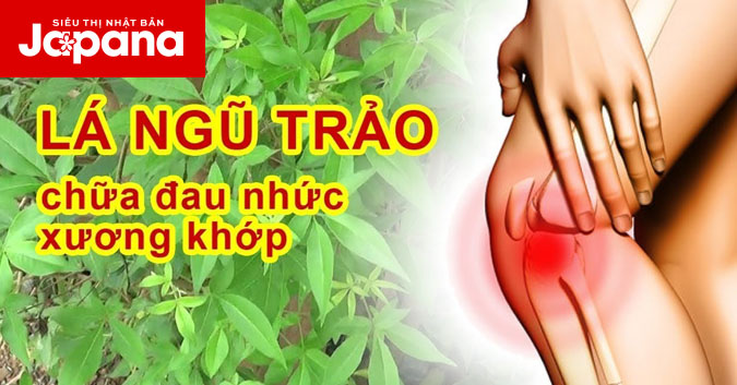 2 Bài thảo dược từ lá ngũ trảo giảm đau xương khớp hiệu quả