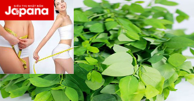 Mách bạn công thức giảm cân bằng rau ngót