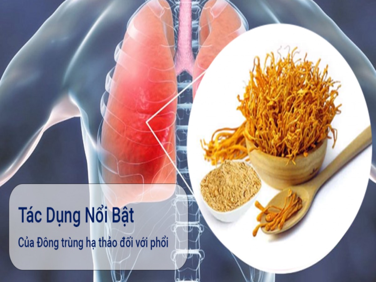 Đông trùng hạ thảo có tốt cho phổi không? Những cách dùng tốt nhất