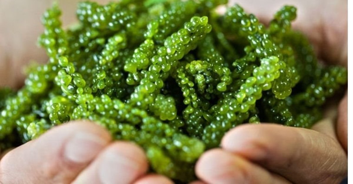 Tảo xanh Nhật Bản có tác dụng gì?