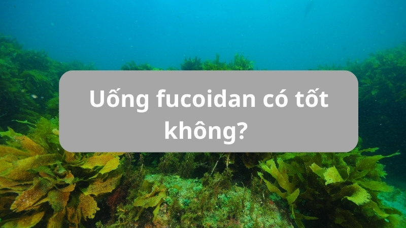Uống fucoidan có tốt không? Khi nào nên uống Fucoidan?