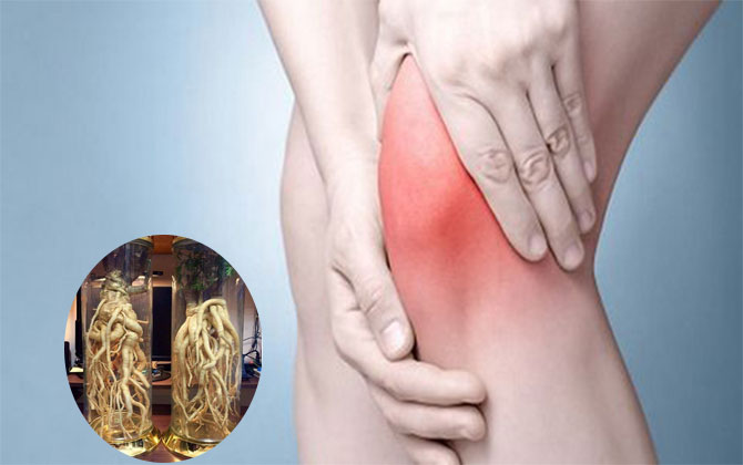 Uống rượu đinh lăng có tốt cho xương khớp không
