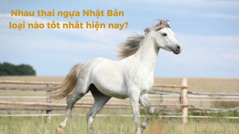 Nhau thai ngựa Nhật Bản loại nào tốt nhất hiện nay?