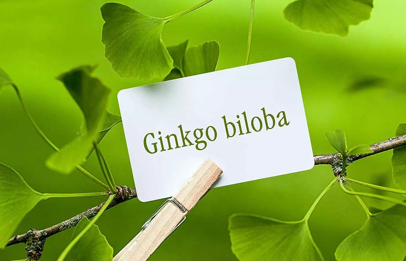 Huyết áp cao uống Ginkgo Biloba được không?