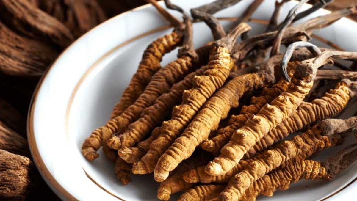 Ai và khi nào thì không nên uống đông trùng hạ thảo?