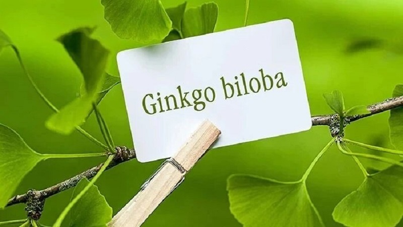 Viên uống bổ não Ginkgo Biloba giá bao nhiêu, mua ở đâu chính hãng?