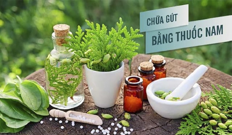 Những bài thảo dược dân gian chữa bệnh Gút hiệu quả ngay tại nhà