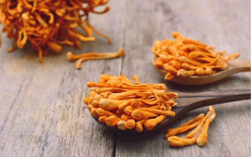 Khi nào không nên uống đông trùng hạ thảo?
