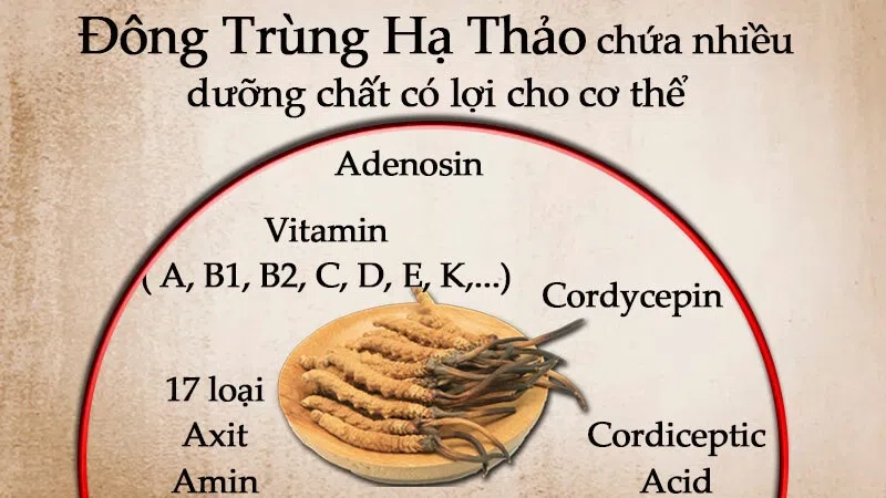 [Giải đáp] có nên uống đông trùng hạ thảo thường xuyên không? 