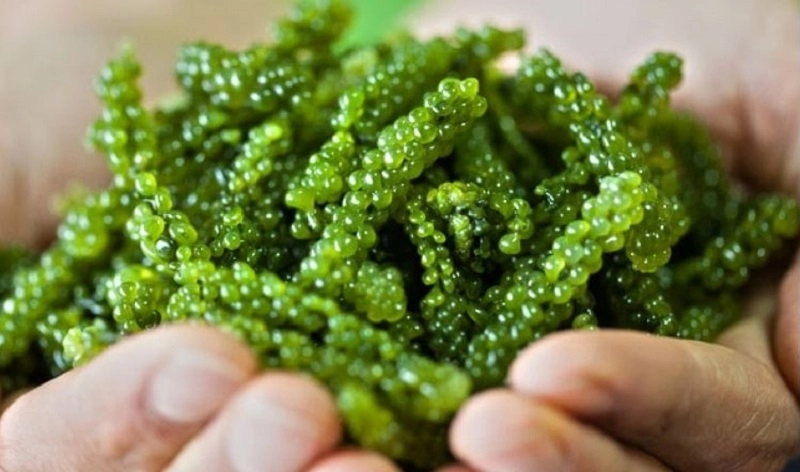 Cách uống tảo Nhật cho trẻ em giúp mang lại hiệu quả cao
