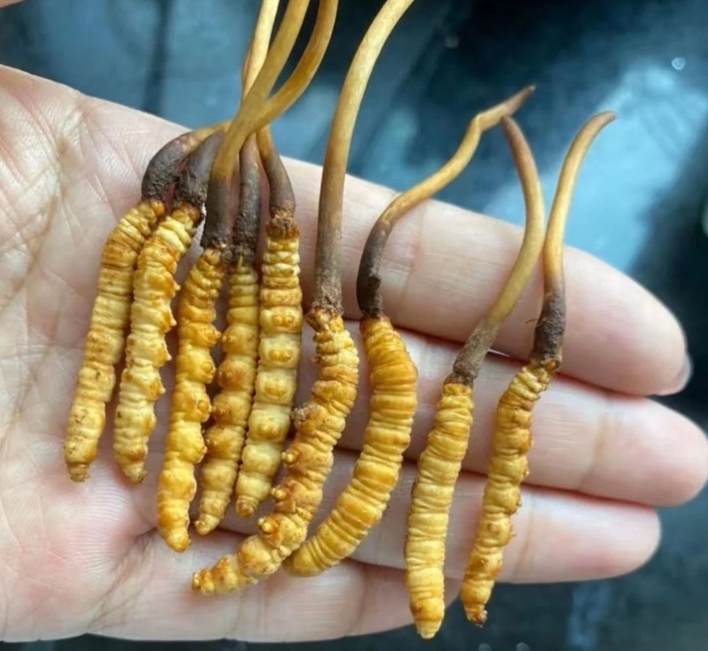 Bạn Có Biết Con Đông Trùng Hạ Thảo Sống Ở Đâu Trong Tự Nhiên?