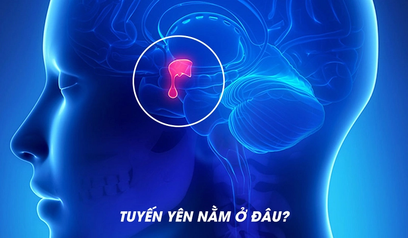 7 cách kích thích tuyến yên để tăng chiều cao an toàn 