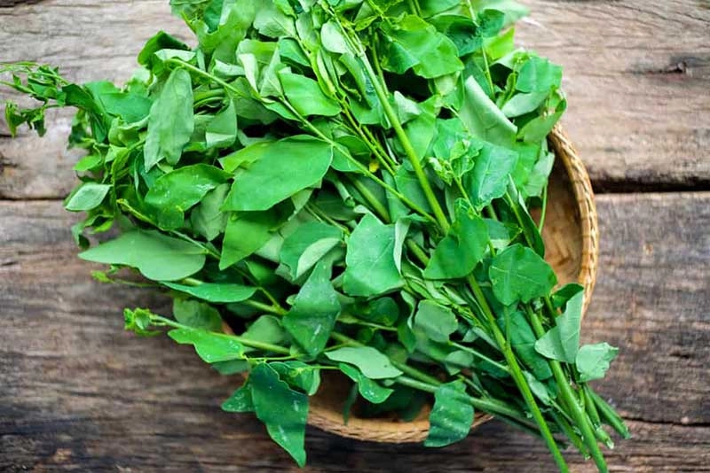 Bật mí 10 cách trị nám bằng rau ngót giúp da sáng mịn