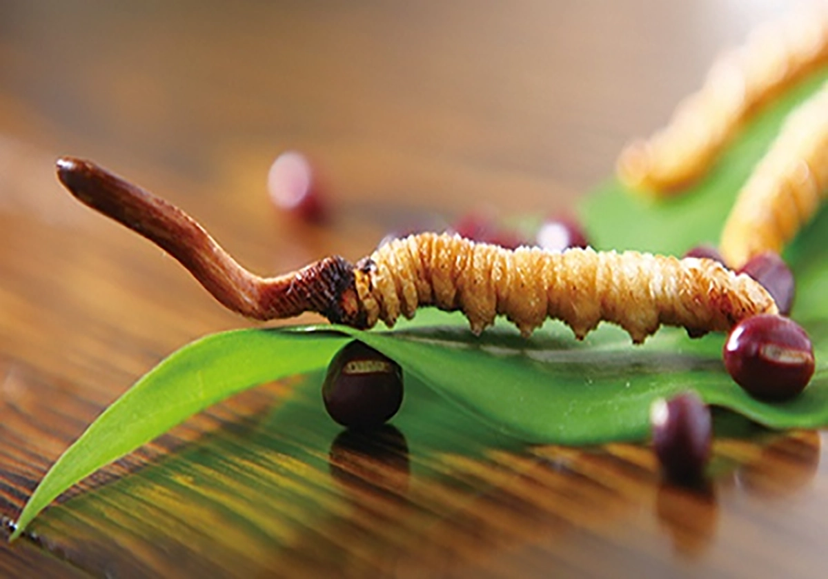 [ Góc Giải Đáp ] Đông Trùng Hạ Thảo Là Động Vật Hay Thực Vật