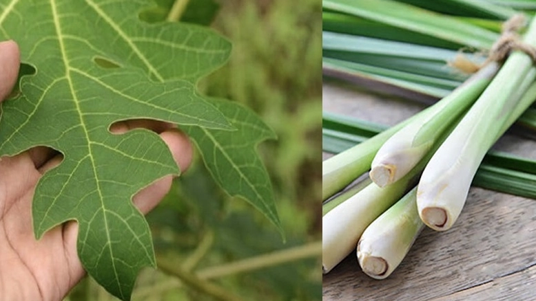Thực Hư Phương Pháp Hỗ Trợ Điều Trị Ung Thư Gan Bằng Lá Đu Đủ Và Sả