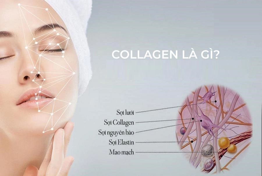 Collagen là gì? Tác dụng thật sự của Collagen đối với làn da và cơ thể